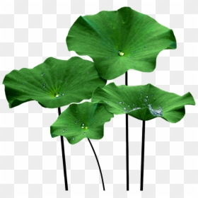 Leaf Lotus, HD Png Download - lotus leaf png