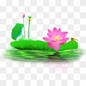 Lotus Leaf Png, Transparent Png - lotus leaf png