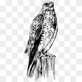 Art Drawing Black And White, HD Png Download - bird drawing png