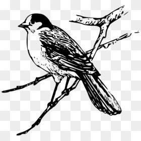 Clip Art Maya Bird, HD Png Download - bird drawing png