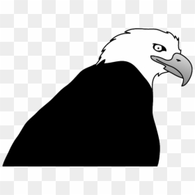 Bald Eagle, HD Png Download - bird drawing png