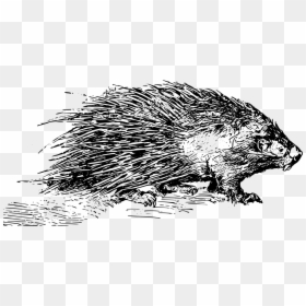 Porcupine Black And White, HD Png Download - bird drawing png