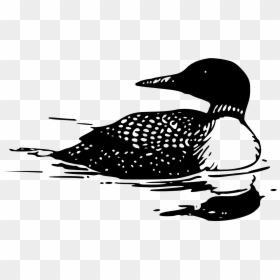 Loon Clipart, HD Png Download - bird drawing png