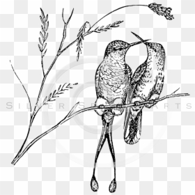 Black And White Hummingbird Art, HD Png Download - bird drawing png