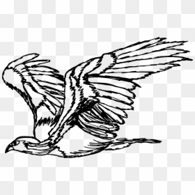Drawing Eagle Transparent, HD Png Download - bird drawing png