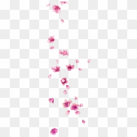 Petal, HD Png Download - flower petals falling png