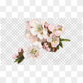 Vintage Flowers Png White, Transparent Png - cherry blossom.png
