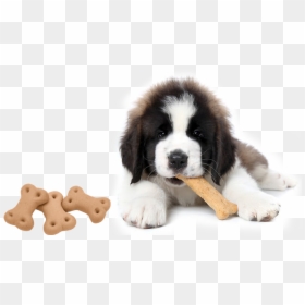 Dogs With Treats, HD Png Download - dog biscuit png