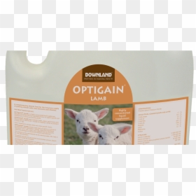 Sheep, HD Png Download - gain png