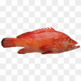 Grouper Fish Png, Transparent Png - grouper png