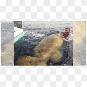 Goliath Grouper Gulf Of Mexico, HD Png Download - grouper png