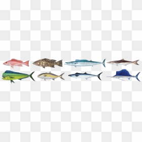 Sail Fish, HD Png Download - grouper png