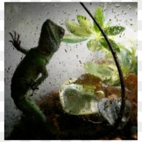 Eastern Newt, HD Png Download - water dragon png
