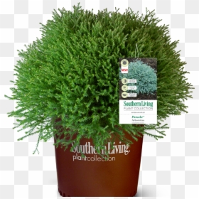 Pond Pine, HD Png Download - evergreen shrub png