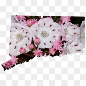 Artificial Flower, HD Png Download - evergreen shrub png