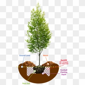 Young Tree Photoshop, HD Png Download - evergreen shrub png