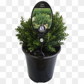 Shade Evergreen Shrubs Hd Png Download Vhv