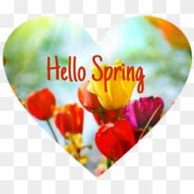 Background Image For Desktop Flower, HD Png Download - hello spring png