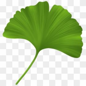 Maidenhair Tree, HD Png Download - ginkgo tree png