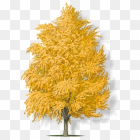 Maple, HD Png Download - ginkgo tree png