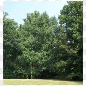 Pond Pine, HD Png Download - ginkgo tree png