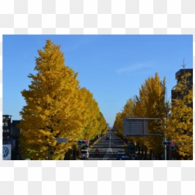Red Pine, HD Png Download - ginkgo tree png