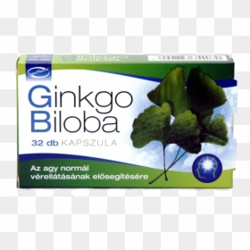 Ginkgo Biloba, HD Png Download - ginkgo tree png