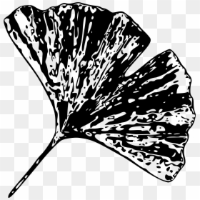 Black And White Gingko Leaf, HD Png Download - ginkgo tree png