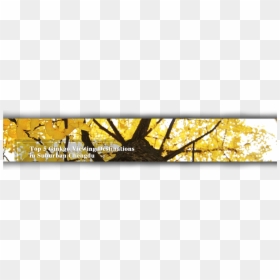 Ginkgo Tree Png, Transparent Png - ginkgo tree png