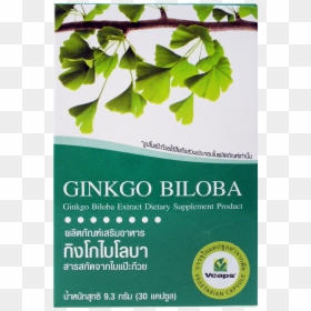 Maidenhair Tree, HD Png Download - ginkgo tree png