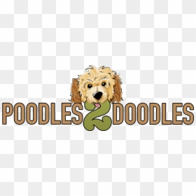 Labradoodle, HD Png Download - golden doodle png