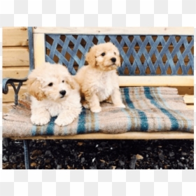 Companion Dog, HD Png Download - golden doodle png