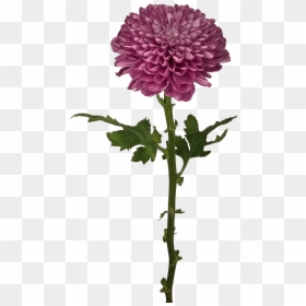 Transparent Pink Chrysanthemum Png, Png Download - lorax trees png