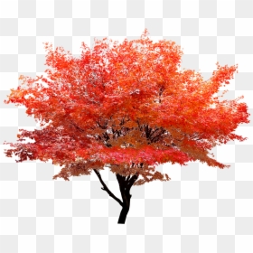 Autumn Tree Png, Transparent Png - lorax trees png