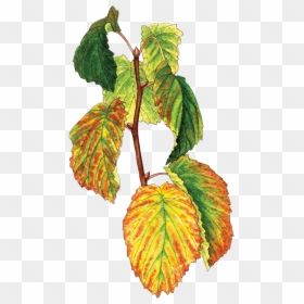 Slippery Elm, HD Png Download - lorax trees png