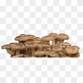 Agaric, HD Png Download - shiitake mushroom png