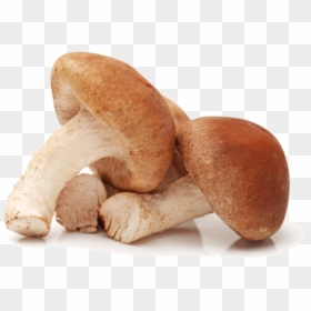 Shiitake Png, Transparent Png - shiitake mushroom png