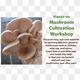 Mushroom Cultivation Workshop, HD Png Download - shiitake mushroom png