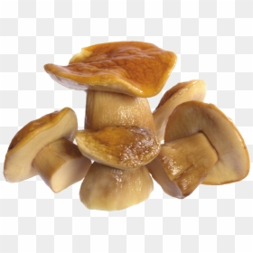 Жареный Гриб Пнг, HD Png Download - shiitake mushroom png