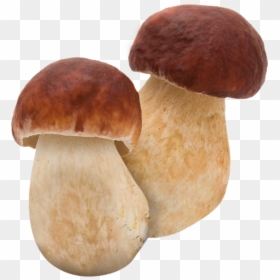 Penny Bun Png, Transparent Png - shiitake mushroom png