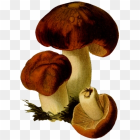 Fungi Png, Transparent Png - shiitake mushroom png