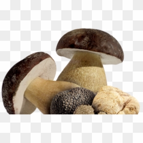 Funghi E Tartufi, HD Png Download - shiitake mushroom png