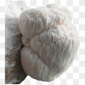 Hericium Erinaceus, HD Png Download - shiitake mushroom png