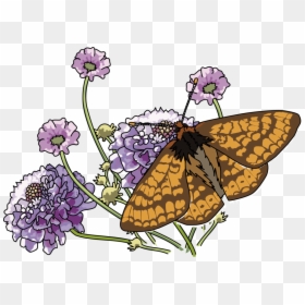 Marsh Fritillary, HD Png Download - milkweed png