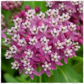 Milkweed Flower, HD Png Download - milkweed png