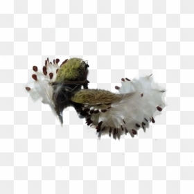 Flower, HD Png Download - milkweed png