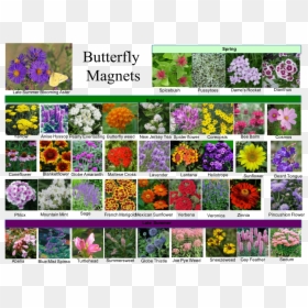 Viola, HD Png Download - milkweed png
