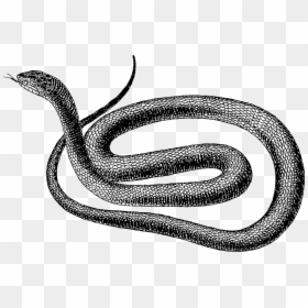 Snake Black And White Png, Transparent Png - snake skeleton png