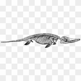 Ichthyosaurus Fossil Clipart, HD Png Download - snake skeleton png