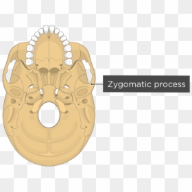 Condylar Canal Of Occipital Bone, HD Png Download - snake skeleton png